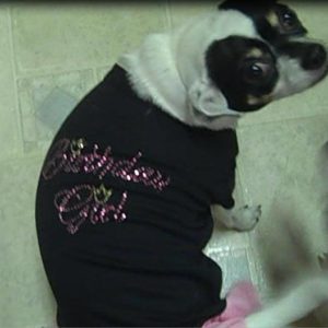 Dog Birthday Clothing