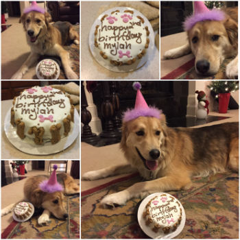 Mylah with a birthday cake from pampered paw gifts