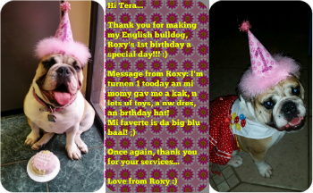 Roxy English Bulldog birthday cake from pampered paw gifts