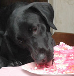 abbey with a delicious birthday cake from pampered paw gifts