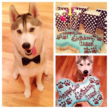 Aspen celebrates birthday with cake from pampered paw gifts