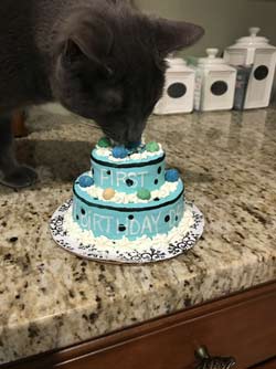 Dallas enjoys a cat birthday cake from pampered paw gifts