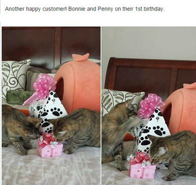 cats Bonnie and Penny celebrate 1st birthday with treats from pampered paw gifts