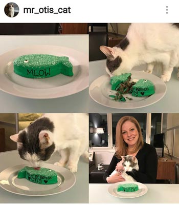 mr. otis birthday kitty with birthday cake from pampered paw gifts