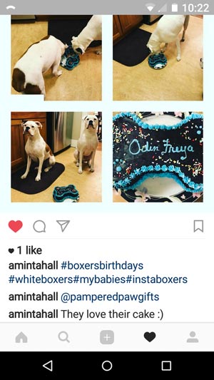 boxer dogs enjoying a birthday cake from pampered paw gifts