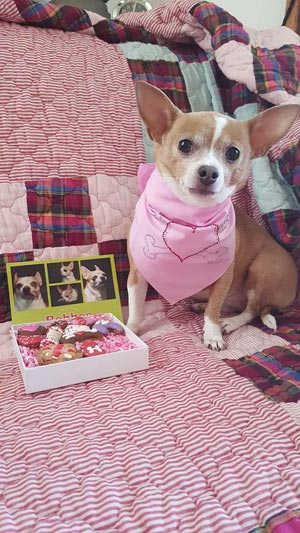 cute dog with treats from ppg