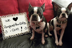 Boston Terrier who love pampered paw gifts