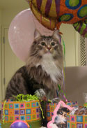 cat with birthday  present from pampered paw gifts