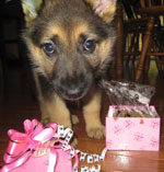 cute puppy with treats from pampered paw gifts