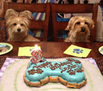 Dexter and Baxte with a large birthday cake from pampered paw gifts