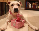Kaya with doggie birthday treats from pampered paw gifts