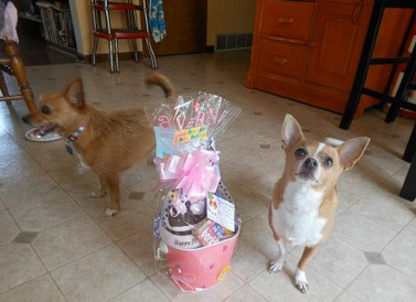 Laverne the chihuahua loves her birthday gift basket from pampered paw gifts