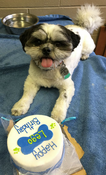 Lego with a birthday cake from pampered paw gifts