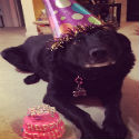 Lucy with a birthday cake from pampered paw gifts