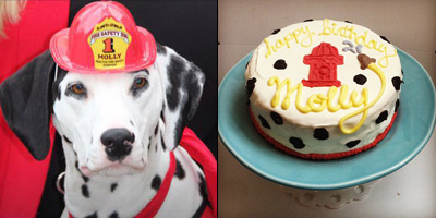 Molly the fire safety dog with a custom birthday cake from pampered paw gifts