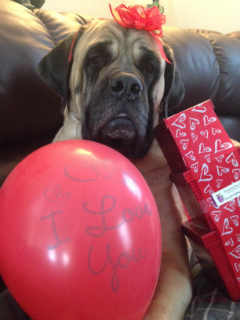 beautiful dog with gifts from pampered paw gifts