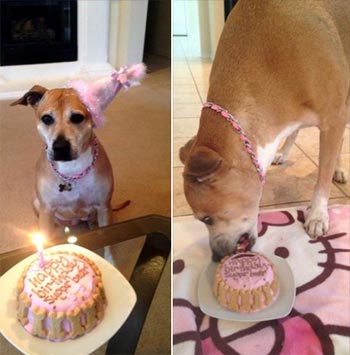 Sugar Bear celebrates 9th birthday with a cake from pampered paw gifts