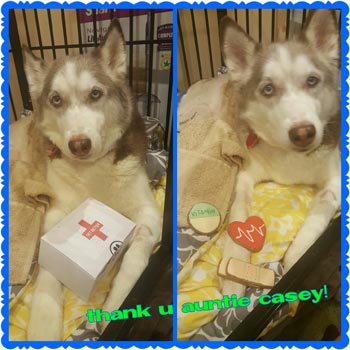 Tikaani with get well gift from pampered paw gifts