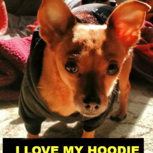 Hoodies For Dogs