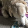 Grain Free Get Well Soon Dog Treat Box - Image 4