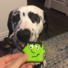 Pumpkin & Frankenstein Halloween Dog Cookies - Image 2
