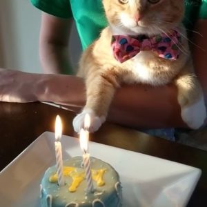 Cat Birthday Cakes » Pampered Paw Gifts