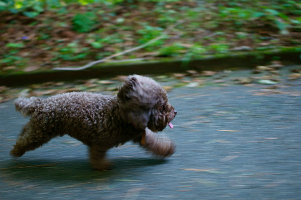 Cute Dog Running