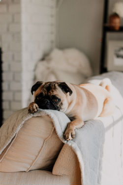 Cute Dog On Couch