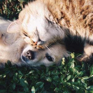 National Holidays For Dogs and Cats