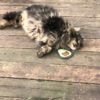 Organic Catnip Avocado Cat Toy - Image 3