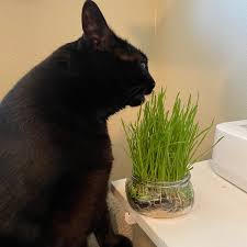 Reusable Wheat Grass Kit - Pet Grass - Cat Grass