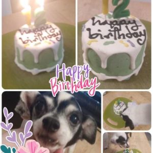 Fast Shipping Dog Birthday Cakes