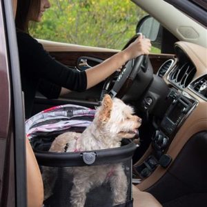 National Pet Travel Safety Day