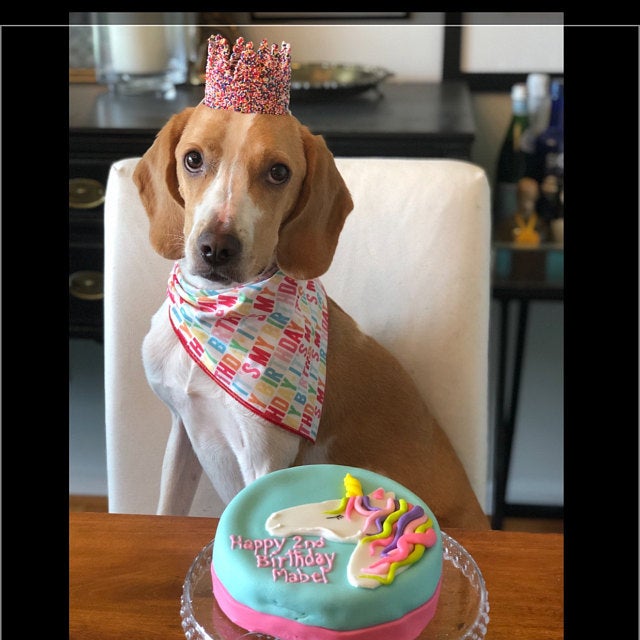 dog unicorn cake