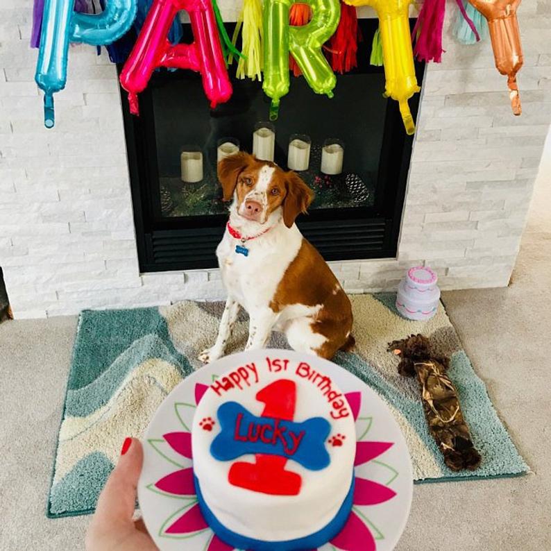 how old is a dog on its first birthday