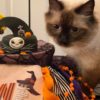 Organic Catnip and Tuna or Chicken Nightmare Cat Cake Grain Free Available - Image 2