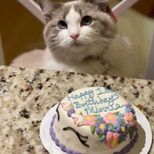 Cat Birthday Cakes and Gifts
