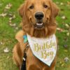 Birthday Boy Dog Sprinkles White Bandana - Image 2