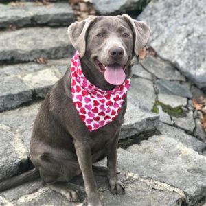 Valentine's For Dogs