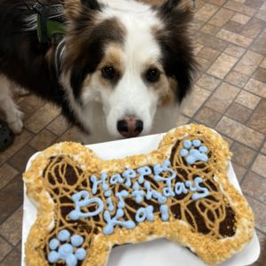 Bone Shape Dog Birthday Cakes