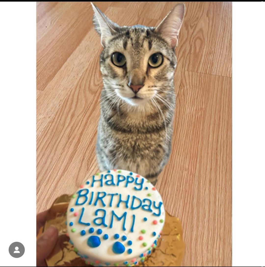 Grain Free Cat Birthday Gotcha Day Welcome Home Confetti Cake - Catnip, PB or Cheddar » Pampered Paw Gifts