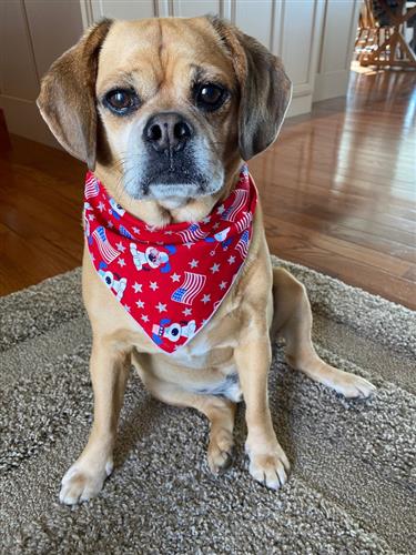 4th of July Patriotic Dog Bandana Pampered Paw Gifts