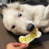 One Tough Cookie Get Well Soon Dog Treats - Image 4