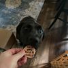 One Tough Cookie Get Well Soon Dog Treats - Image 3