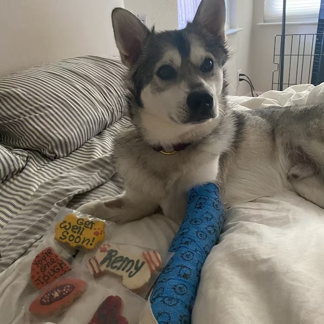 One Tough Cookie Get Well Soon Dog Treats » Pampered Paw Gifts