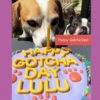 Grain Free Dog Gotcha Day Cake - Circus Sprinkle Celebration - Image 2
