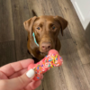 Grain Free Ice Cream Bones Dog Treats - Image 2