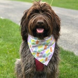 Easter Toys & Bandanas for Dogs