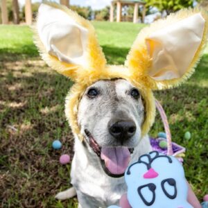 Easter Treats and Gifts For Dogs All Holidays