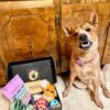 So Fetch Just Because- Dog Gift Treat Box - Image 6